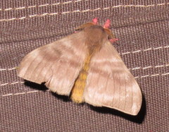 Hylesia rubrifrons