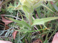 Castilleja pulchella