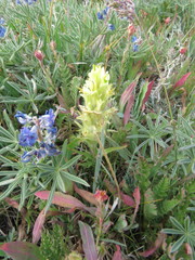 Castilleja pulchella