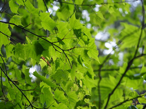 Image of Acer morrisonense by no rights reserved
