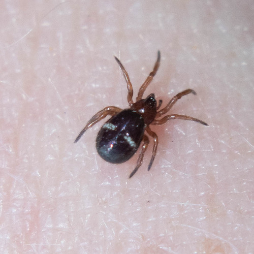 Two-spotted Cobweb Spider photo 4