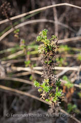 Artemisia campestris maritima