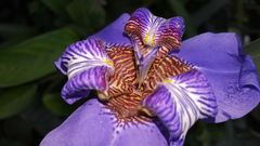 Trimezia coerulea