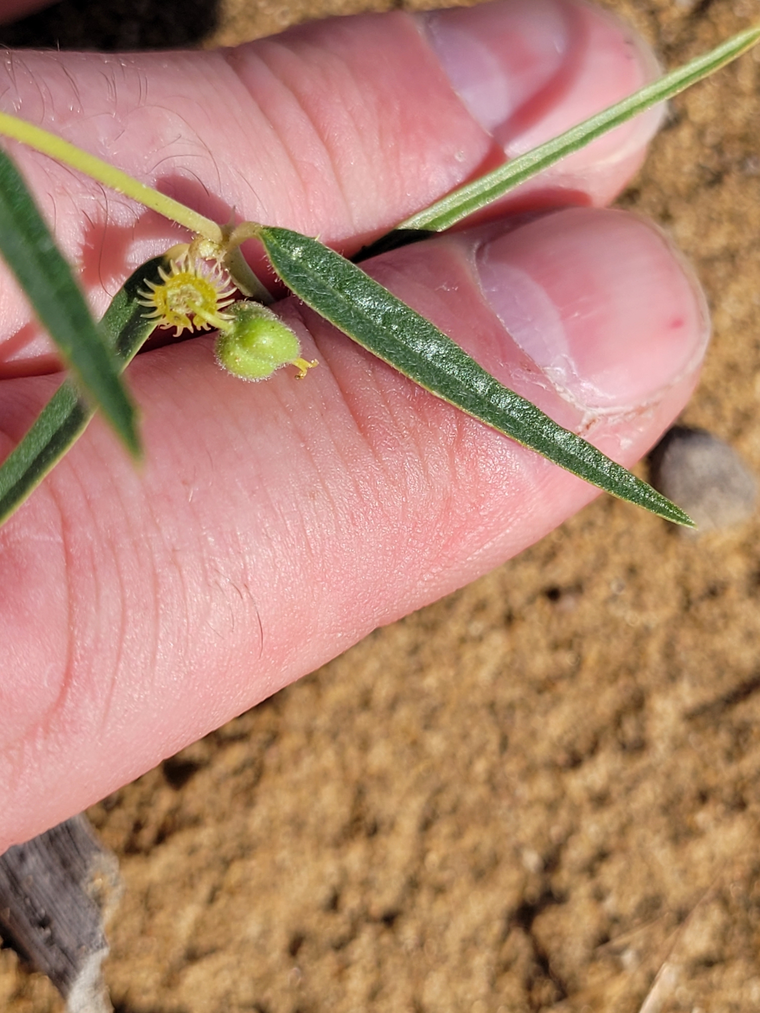 Euphorbia cheirolepis