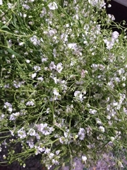 Gypsophila paniculata
