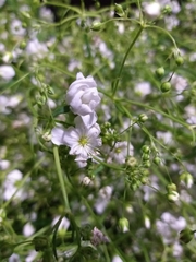 Gypsophila paniculata