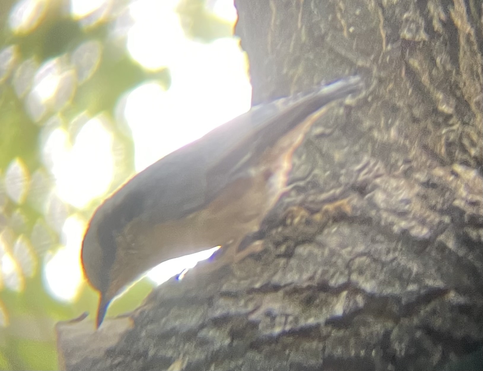 Chestnut-vented Nuthatch