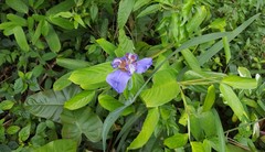 Trimezia coerulea