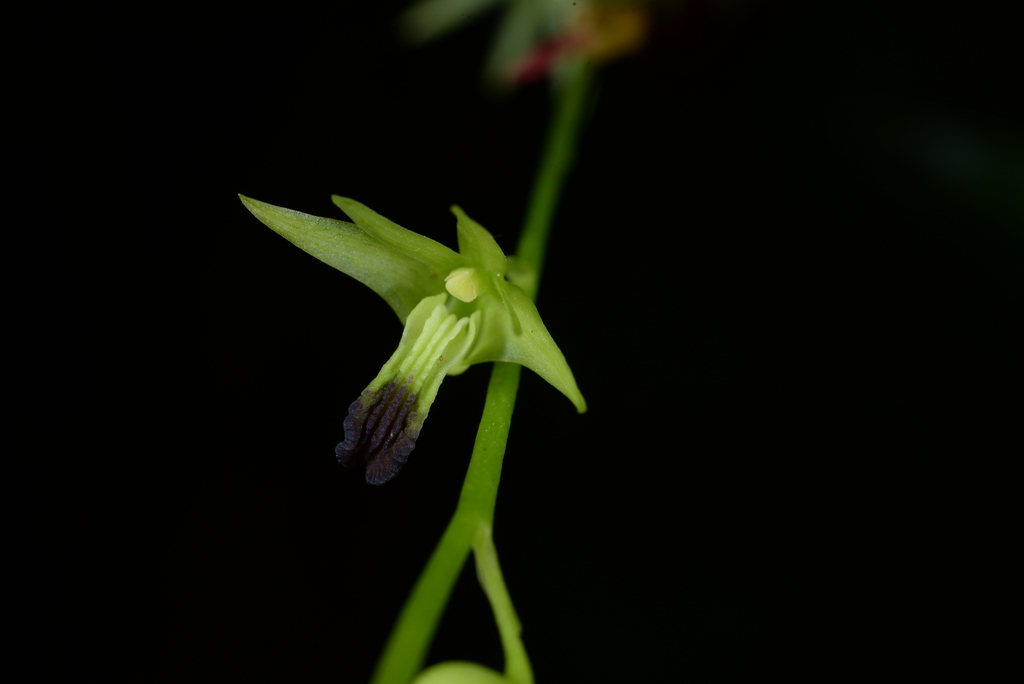 Dendrobium hemimelanoglossum Guillaumin