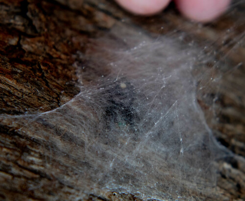 Bold Jumping Spider photographed in Utah