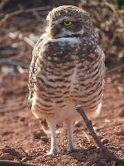 Athene cunicularia rostrata