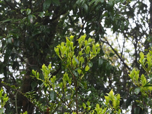 Image of Camellia brevistyla by no rights reserved