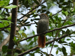 Thamnophilus multistriatus