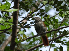 Thamnophilus multistriatus