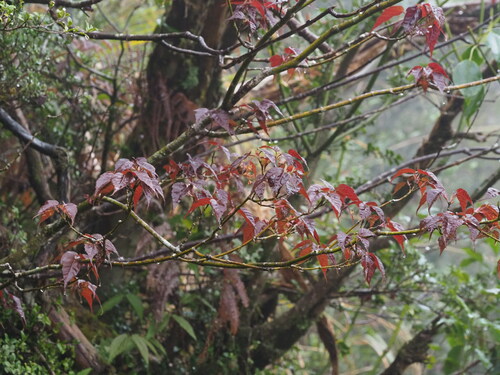 Image of Acer caudatifolium by no rights reserved