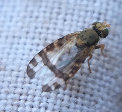 Sphenella marginata