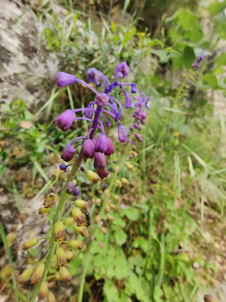 Muscari neumannii