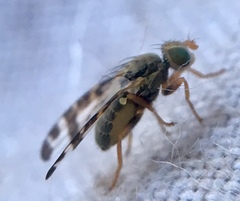 Sphenella marginata