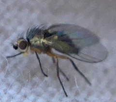 Agromyzidae
