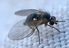 Agromyzidae