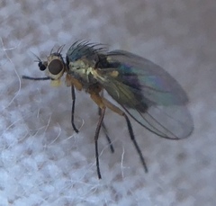 Agromyzidae