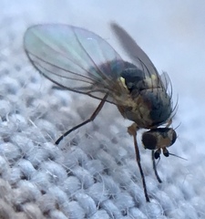 Agromyzidae