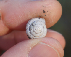 Praticolella berlandieriana