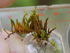 Macromitrium longipes