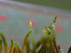 Macromitrium longipes