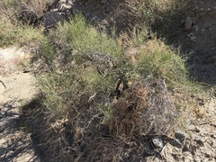 Ephedra aspera