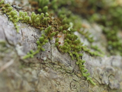 Macromitrium longipes