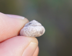 Praticolella berlandieriana