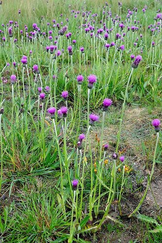 Image of Meadow Thistle (Cirsium dissectum) by no rights reserved