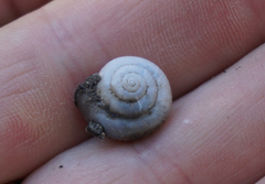 Praticolella berlandieriana