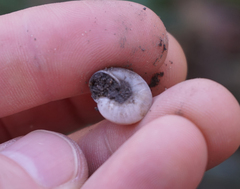 Praticolella berlandieriana