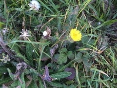 Helminthotheca echioides