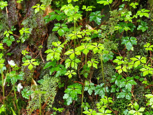 Coptis quinquefolia, photograph 4