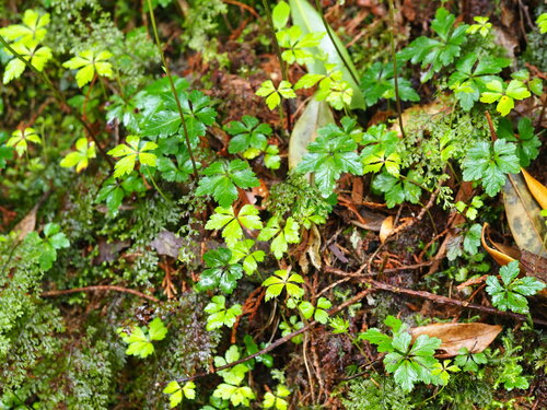 Coptis quinquefolia, photograph 5