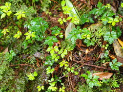 葉子, CC0, iNaturalist via GBIF Coptis quinquefolia, photograph 葉子, CC0, iNaturalist via GBIF