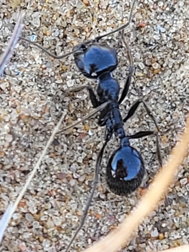 多变收获蚁Messor variabilis