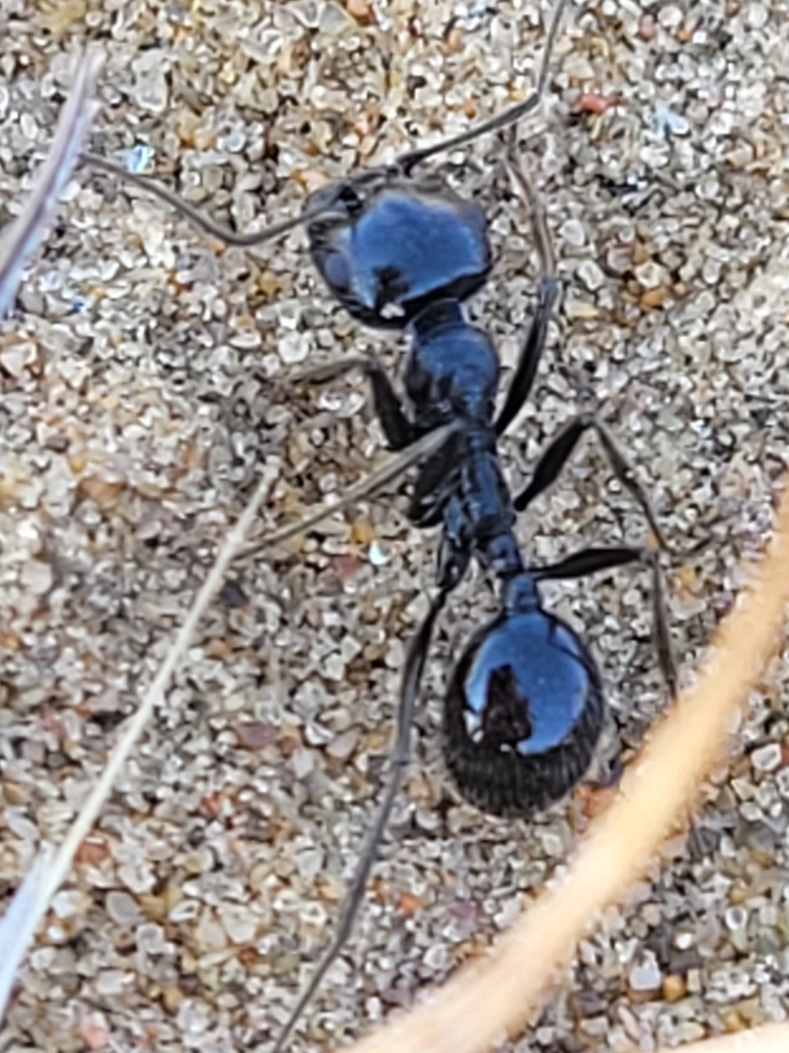Messor variabilis