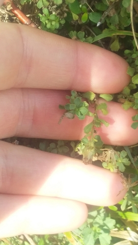 Image of Vittadinia australis by no rights reserved