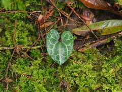 葉子, CC0, iNaturalist via GBIF Asarum macranthum, photograph 葉子, CC0, iNaturalist via GBIF