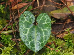 葉子, CC0, iNaturalist via GBIF Asarum macranthum, photograph 葉子, CC0, iNaturalist via GBIF