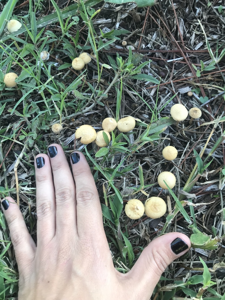 Agrocybe pediades · May 2023 · photo: © tutitah (iNaturalist, cc0)