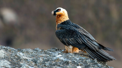 Bearded vulture (Lammergeier)
