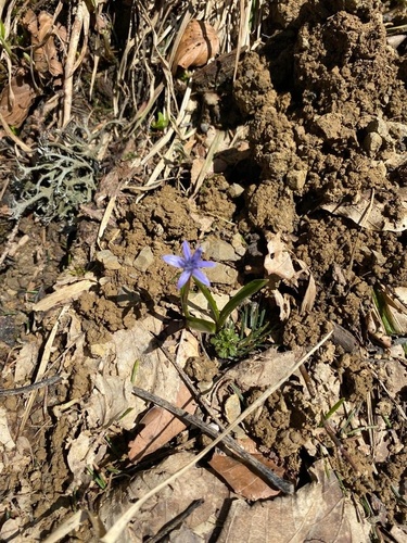 procjepak (Scilla)