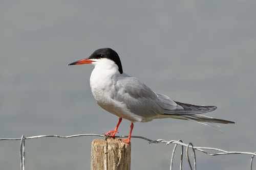 Common Tern (Sterna hirundo)