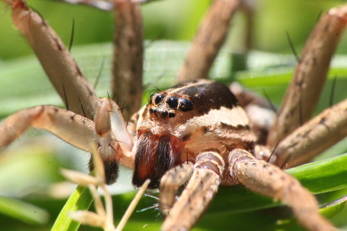 New Zealand Nursery Web Spider photo 5