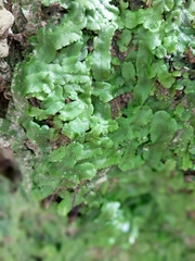 Conocephalum conicum